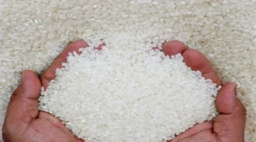 بحوث الأرز تركز على رفع الإنتاجية الزراعية إلى 12 طناً للهكتار وتأمين الأمن الغذائي